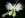 White-Egret-Orchid-Habenaria-Radiata-17-Flowers-That-Look-Like-Something-Else1.jpg