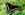 blace swallowtail butterfly.jpg