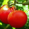 hanging-tomatoes